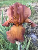 Iris Argus Pheasant
